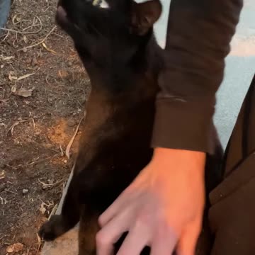 "Cat Makes Unusual Scary Sounds"#Cat #CatVideo