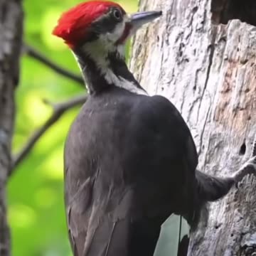 Pileated Woodpecker, Hunting for Larvae