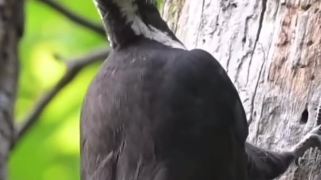 Pileated Woodpecker, Hunting for Larvae