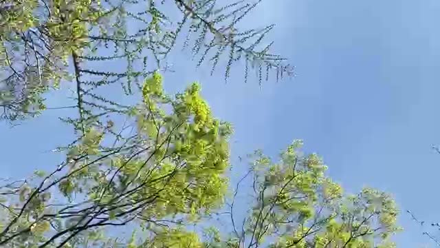 Branches swaying in the wind