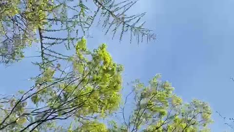 Branches swaying in the wind