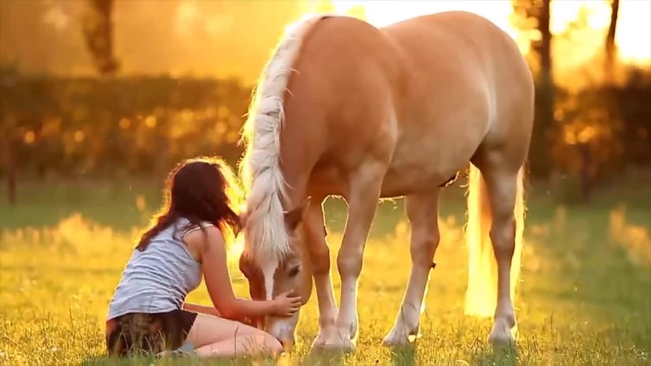 Beautiful Horses