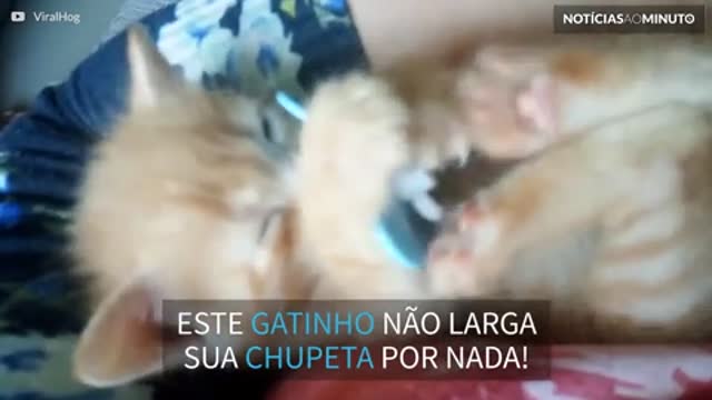 Alerta! Você vai querer adotar um gatinho