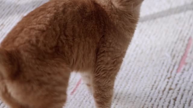 Funny cat videos 2022 😹 - Don't try to hold back Laughter 😂 - Funny Cats Life