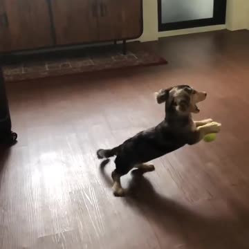 Slow motion captures puppy's attempt at playing catch