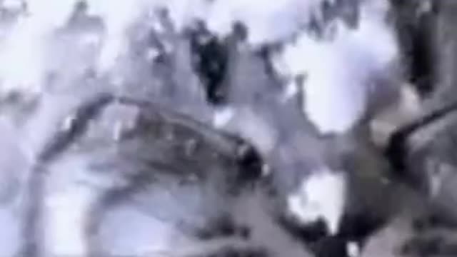 funny #cats videos || very funny cats #cute cats #shorts