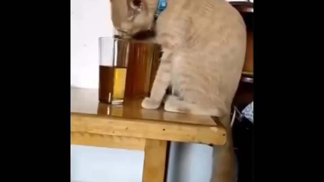 Funny video Cat