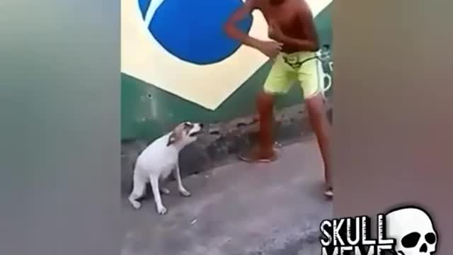 Cachorro simpatico dançando muito engraçado