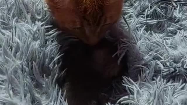 a little kitten is calling mom