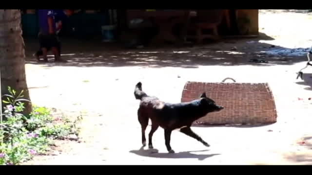 Crazy man & funny dog #funny dog #crazyman #crazydog