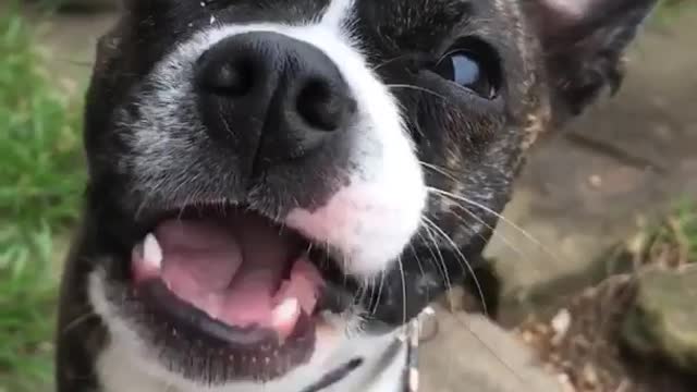 Grey and white dog chews food super close to camera in backyard