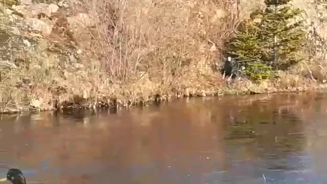 Muscovy Duck In Flight