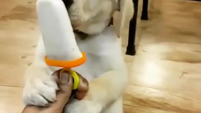 A dog eating ice cream