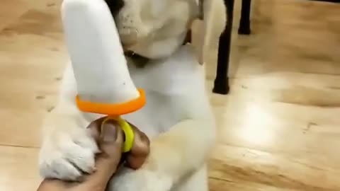 A dog eating ice cream