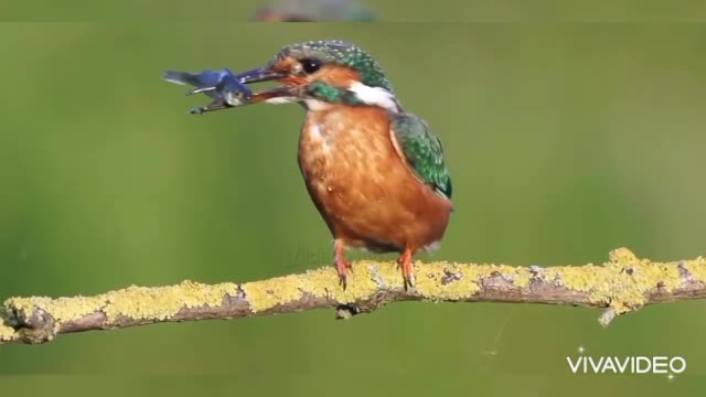 Amazing bird world(Kingfisher eats a fish flying like an arrow)