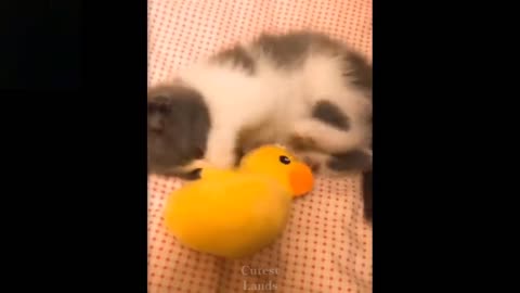 Cute Pets( funny animals) funny to watch and make your day