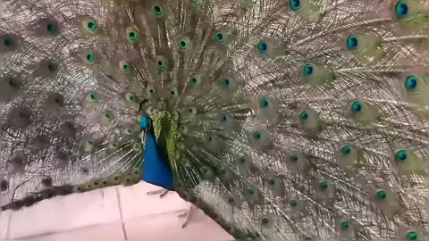 Cat vs Peacock Compilation