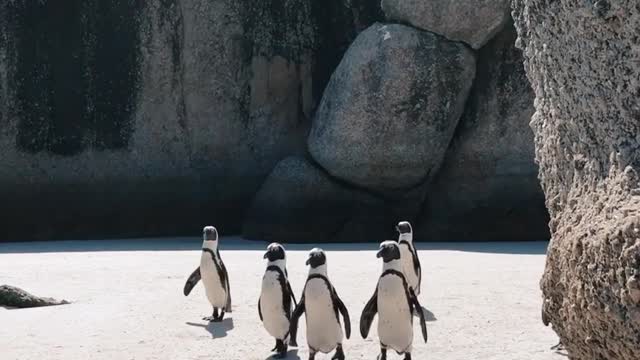 Penguin in the way