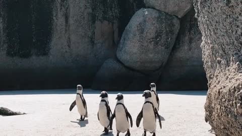 Penguin in the way
