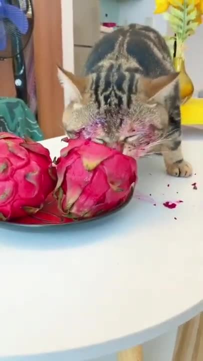 Cats and dogs _ cats meowing _ cats funny videos #shorts