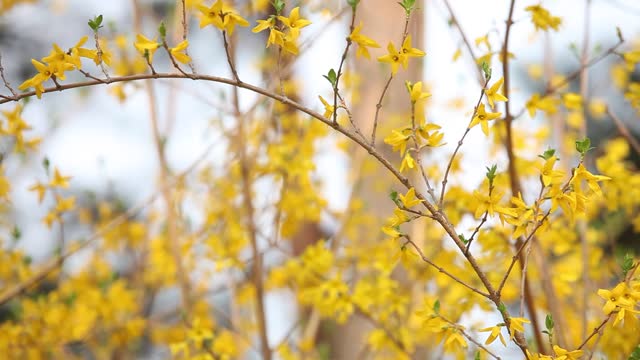 Panning shot of forsythia in spring in korea