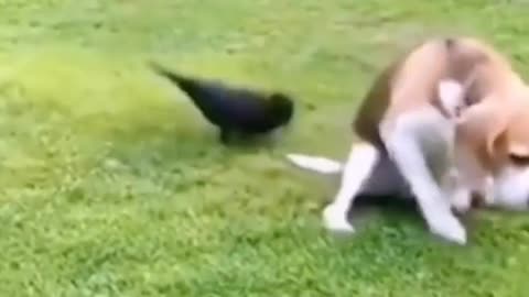 CROW and DOG FUNNY VEDIO 😂🤣😂 FUNNY CROW AND DOG VEDIO
