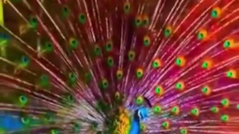 peacock#brids #all #beautiful #trendingshorts #viralvideo #peacocks