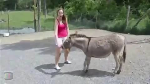 Oh !!! Donkey Get Jealous