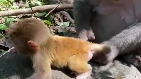 Cute Monkey China & Funny Love monkey| Animals Love #Short