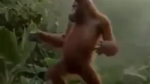 Watch This Crazy Monkey !!!