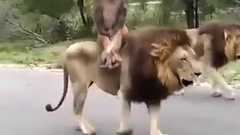 Funny tiger with monkey