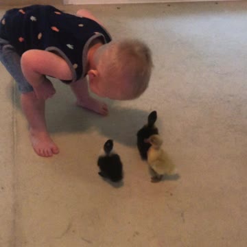 Ducklings think this toddler is their mother
