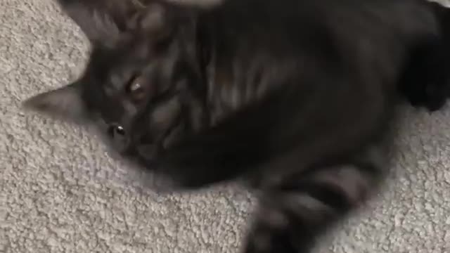 small Cat playing