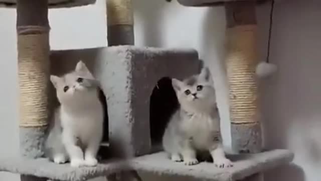 the cat dance beautifull