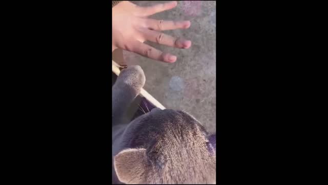 Its owner is organizing how it opens its hands
