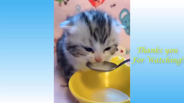 Cute Pets And Funny Animals Compilation 17 Pets Garden.mp4