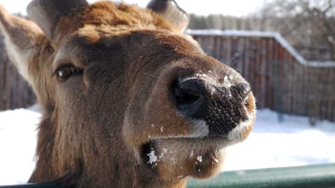 Looking deer in the zoo