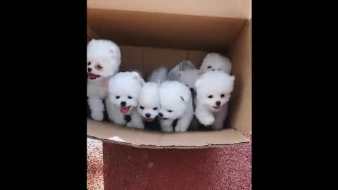 Cute Dogs Compilation