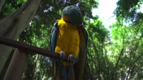 Aves del bosque