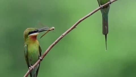 Wildlife is in closer view with a natural perspective.