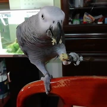 Today's snack is a potato!