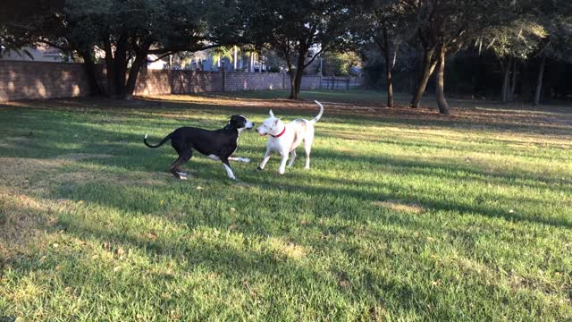 Great Dane Wrestling Take Down