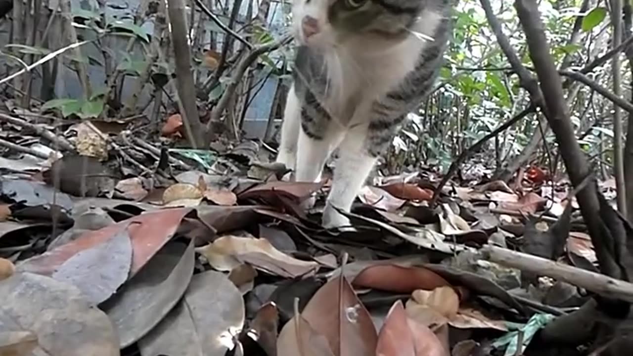 Meow, you scared me! The "flower-armed cat" is amazing, this cat is a "nervous cow cat"!