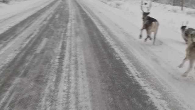 Icy Road Leads to Close Call for Reindeer