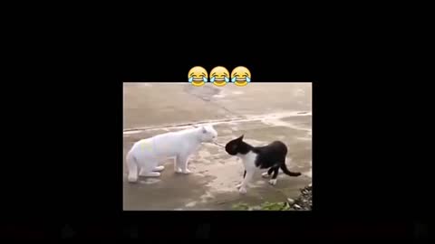 New Funny animal