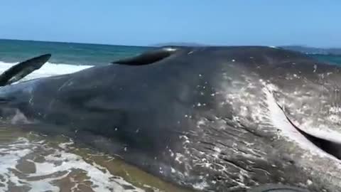 A stranded sperm whale has been found