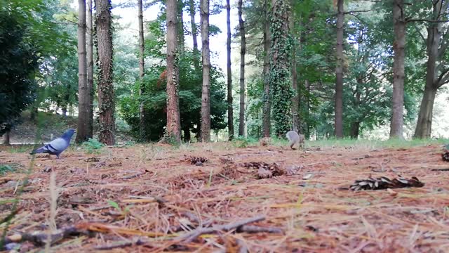 Squirrel and pigeons national park plants