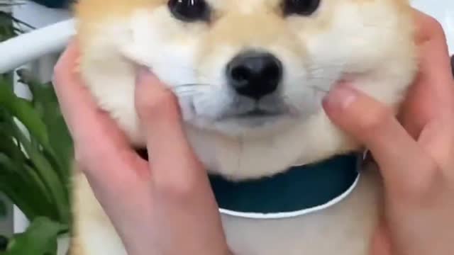 Shiba Inu's cute instant song heartbreak