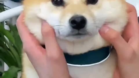 Shiba Inu's cute instant song heartbreak