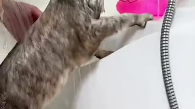 bathe your pet cat like this